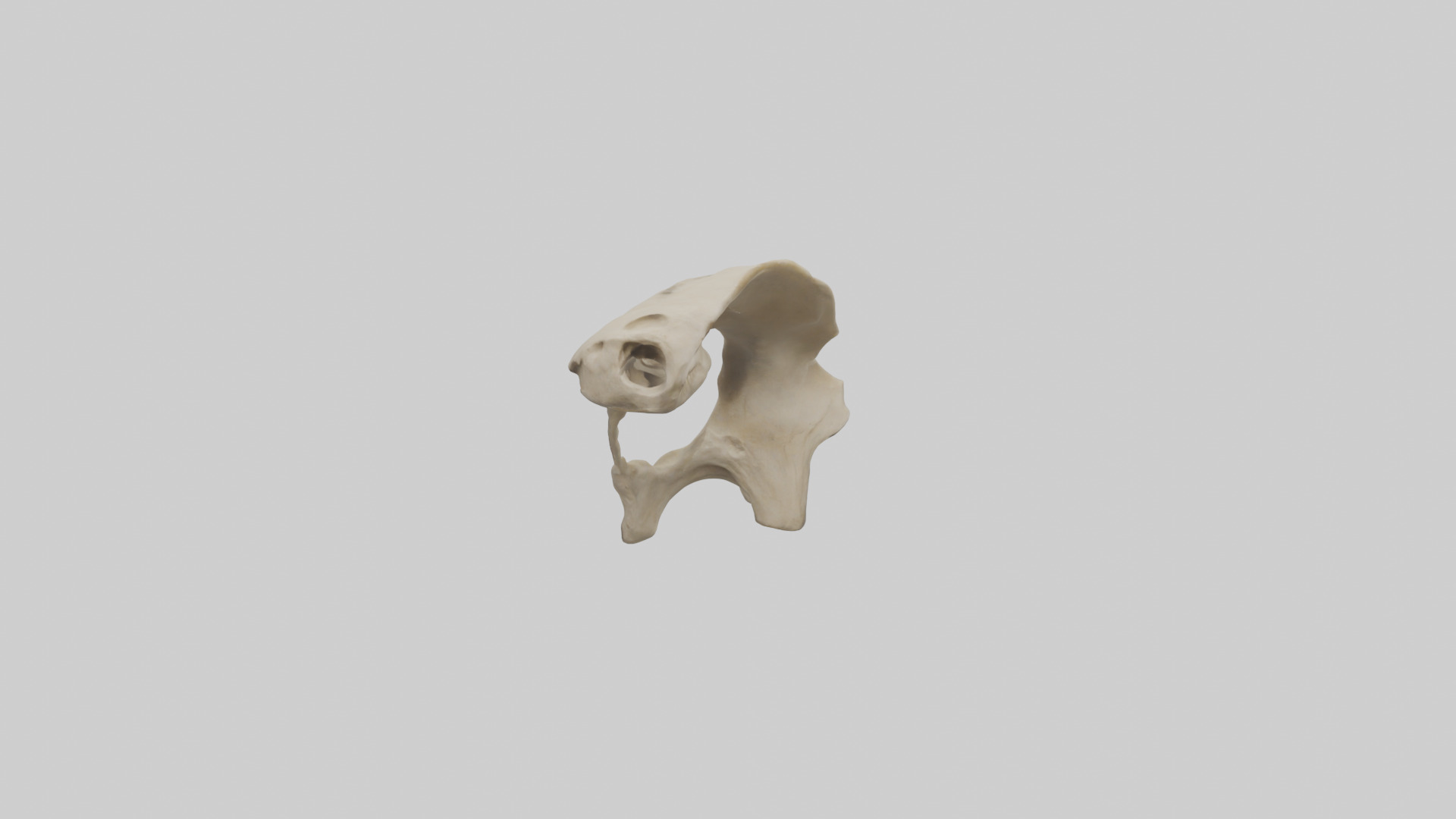 Tiger Scapula Low-poly 3D model_10