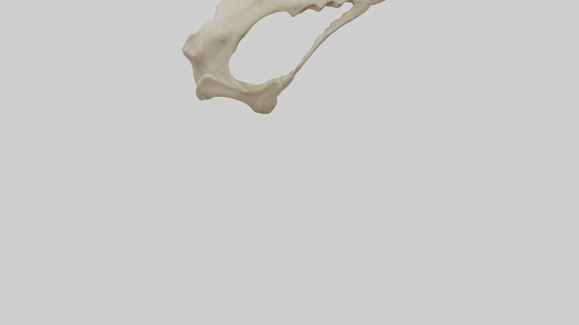 Tiger Scapula Low-poly 3D model_5