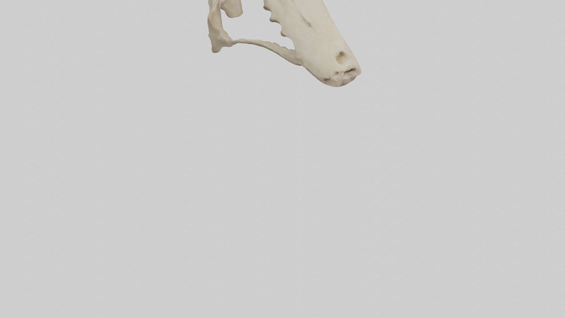 Tiger Scapula Low-poly 3D model_7