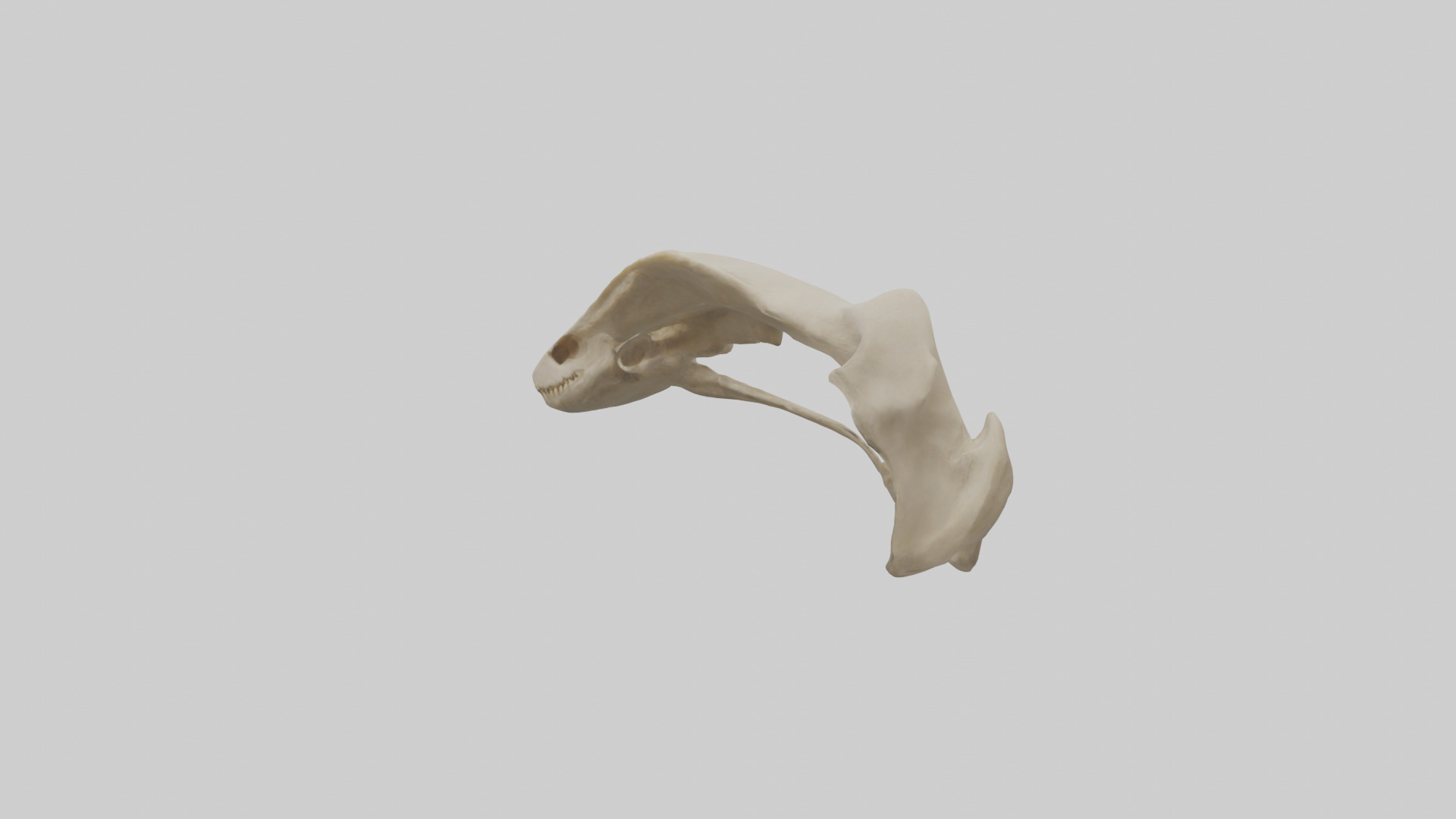 Tiger Scapula Low-poly 3D model_2