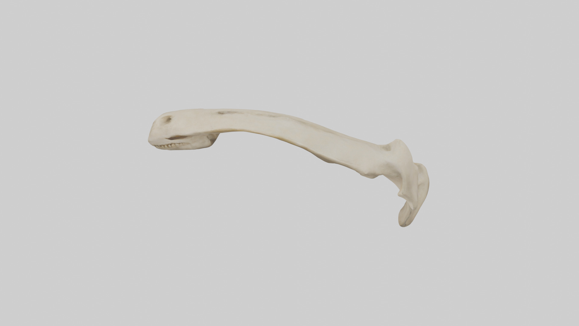 Tiger Scapula Low-poly 3D model_17