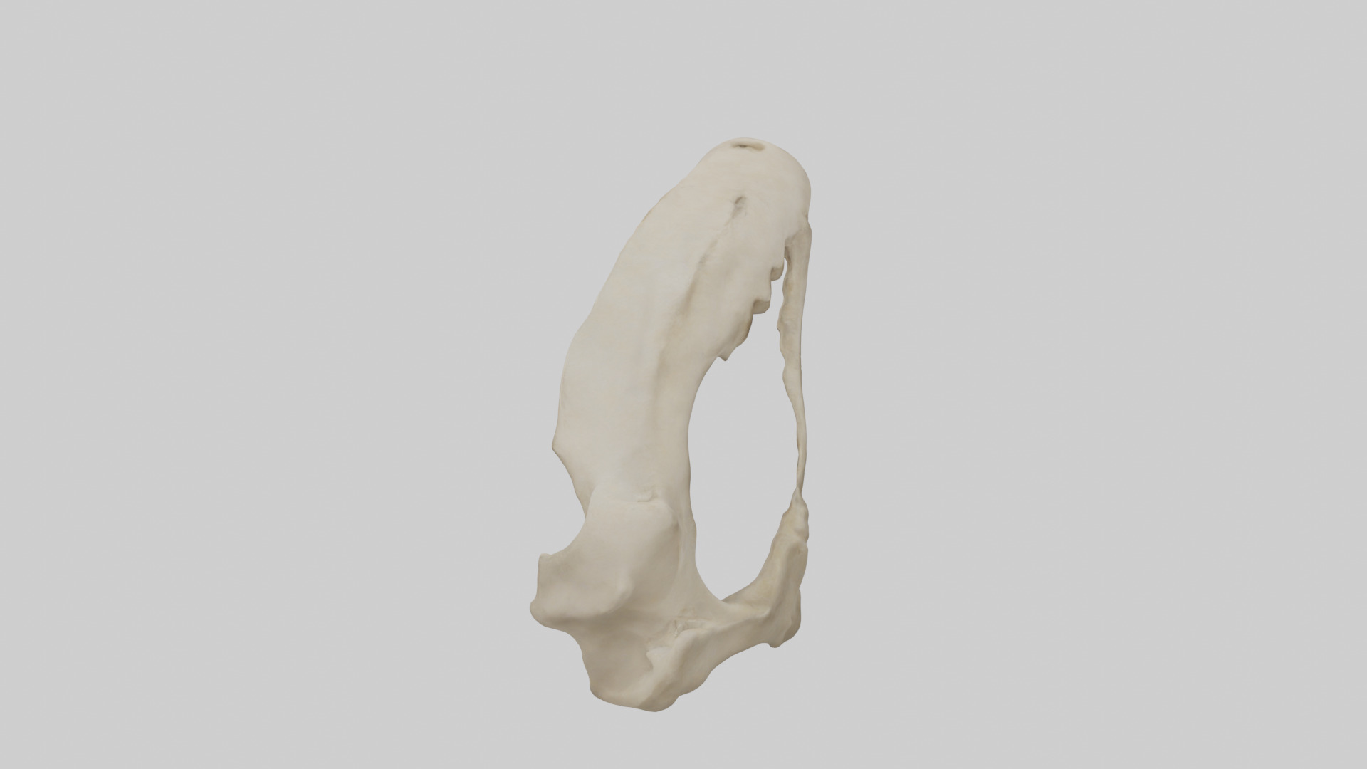 Tiger Scapula Low-poly 3D model_15