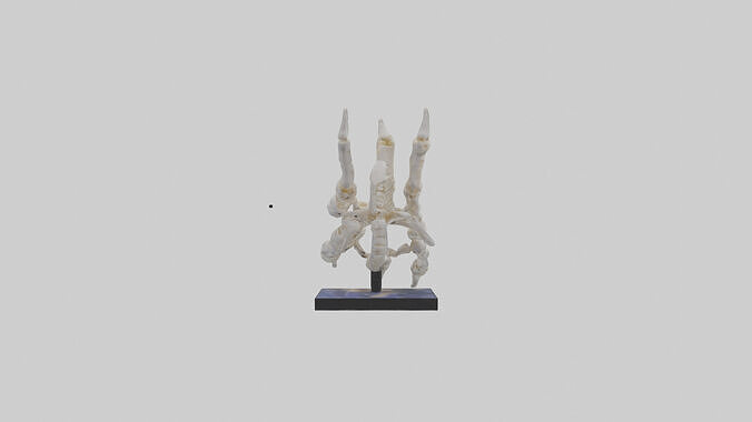 Tiger Paw Skeleton model Low-poly 3D model