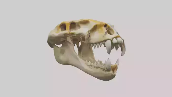 Tiger Jawbone