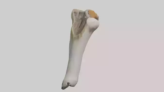 Tiger Femur
