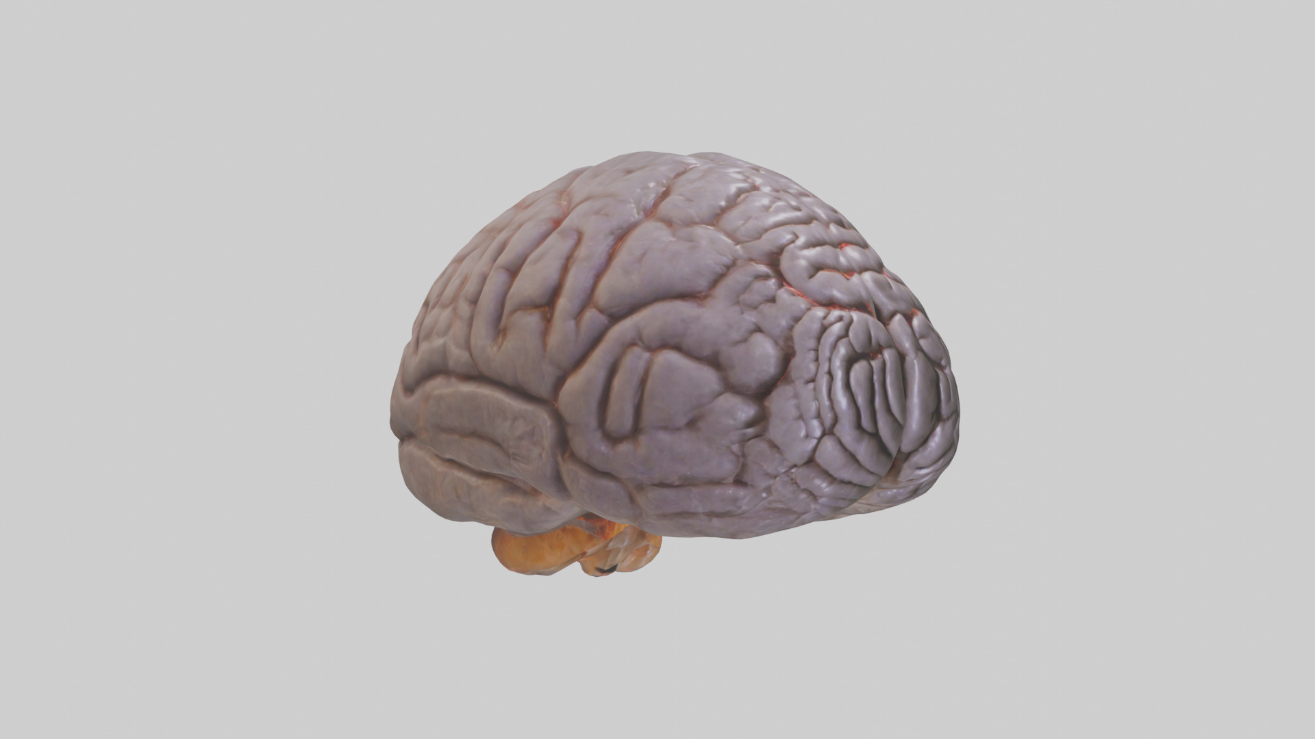 Tiger Brain Low-poly 3D model_12