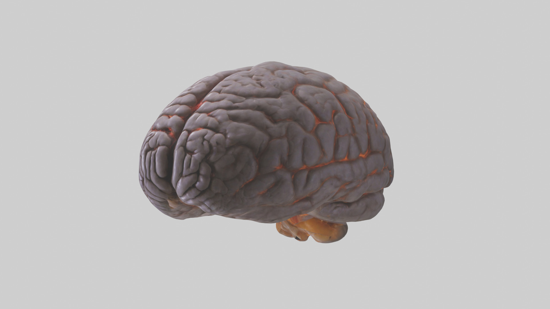 Tiger Brain Low-poly 3D model_9