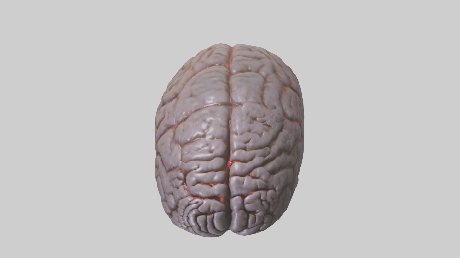 Tiger Brain Low-poly 3D model_16