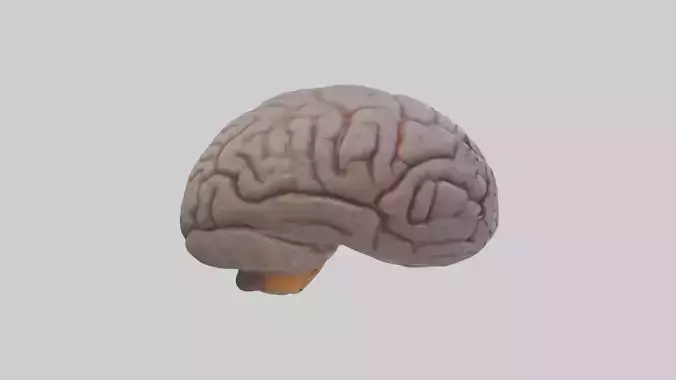 Tiger Brain