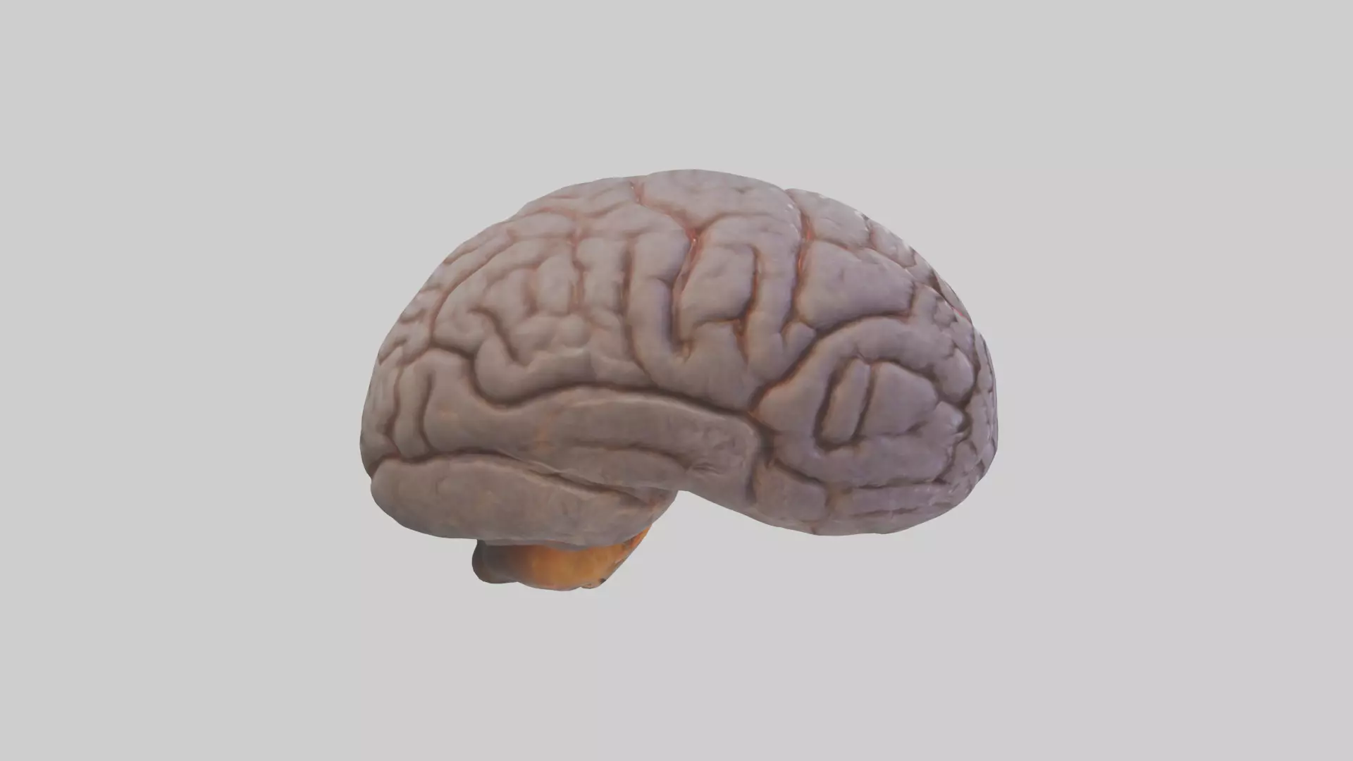 Tiger Brain Low-poly 3D model_0