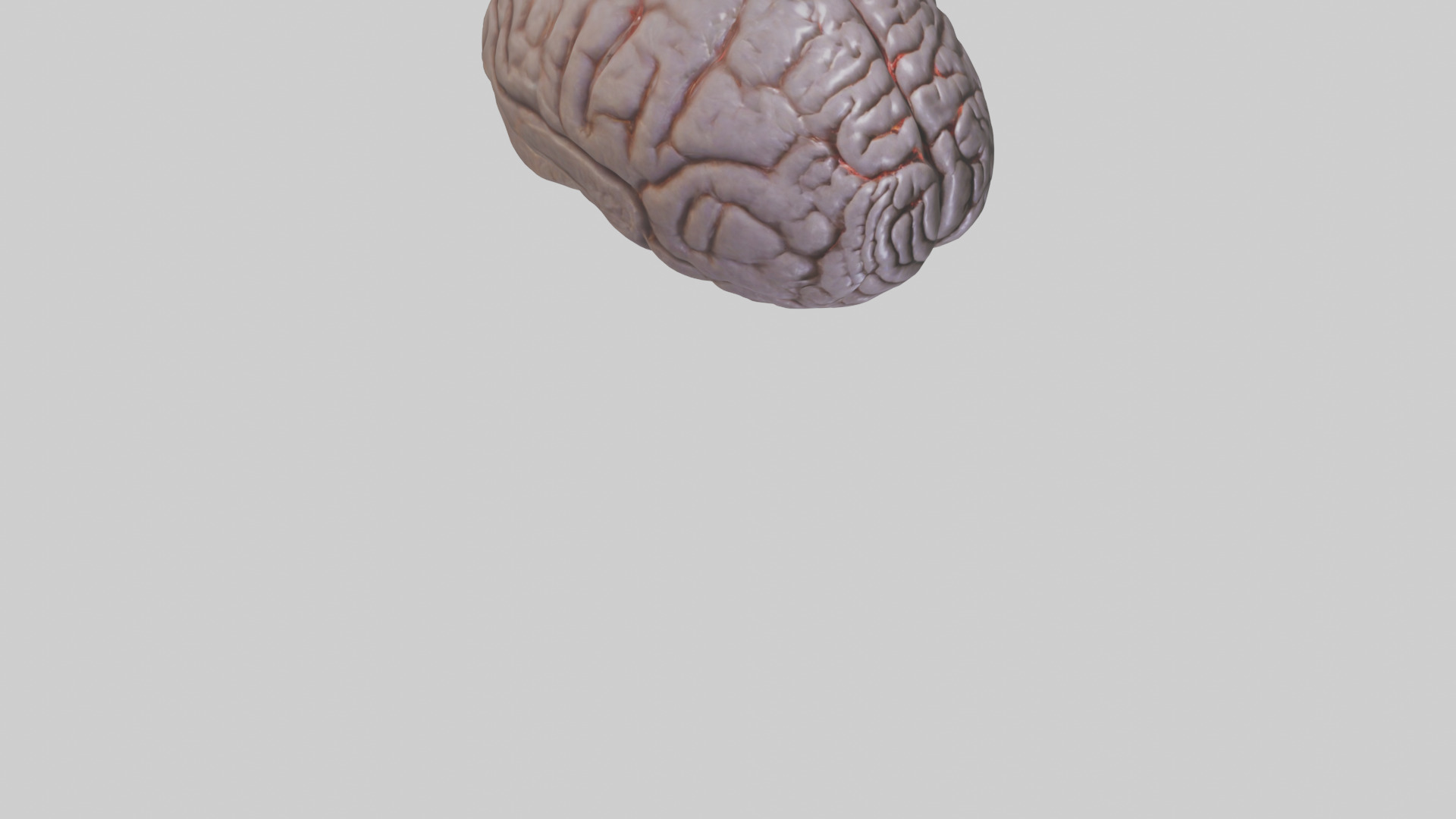 Tiger Brain Low-poly 3D model_8