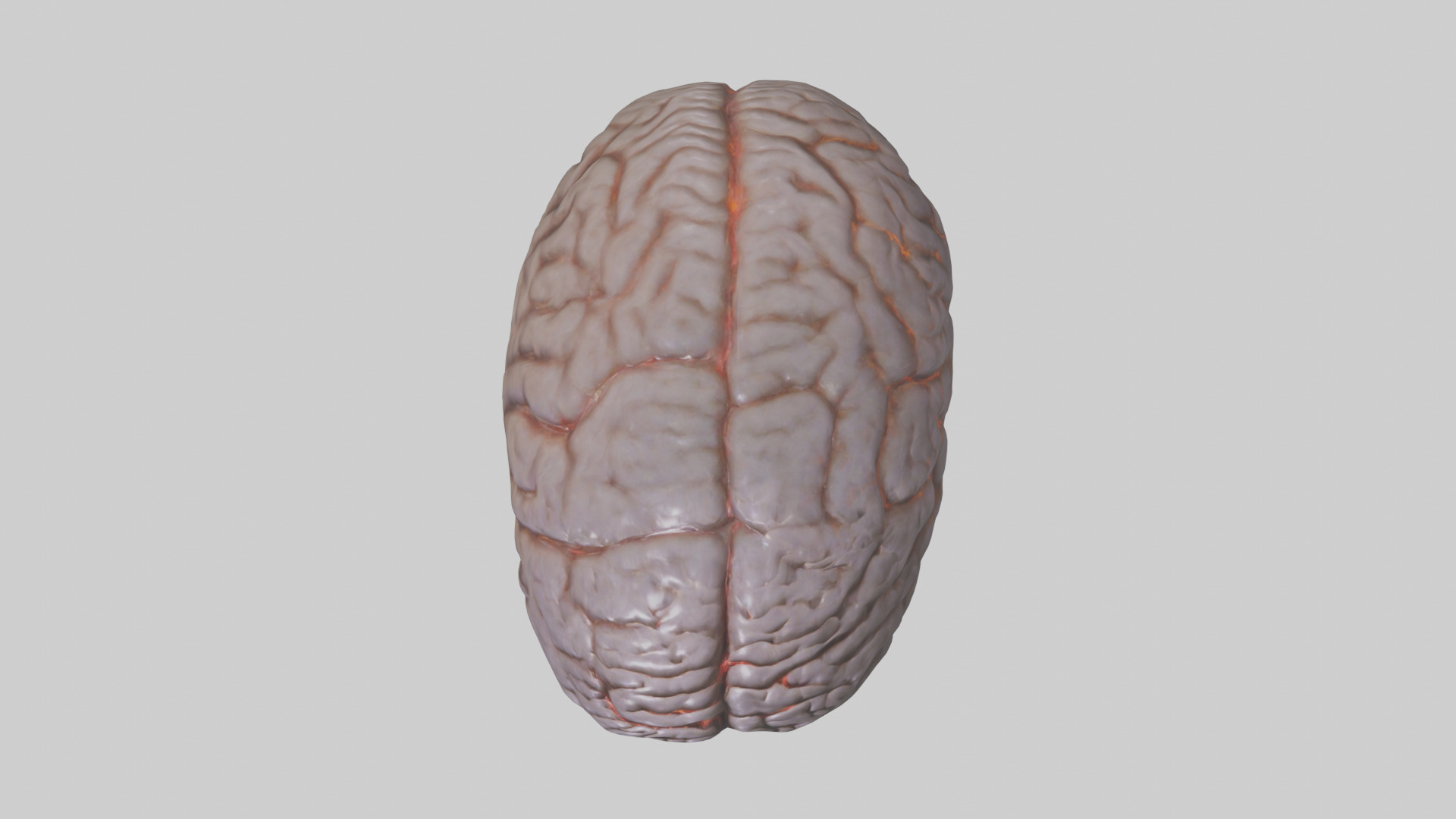 Tiger Brain Low-poly 3D model_14