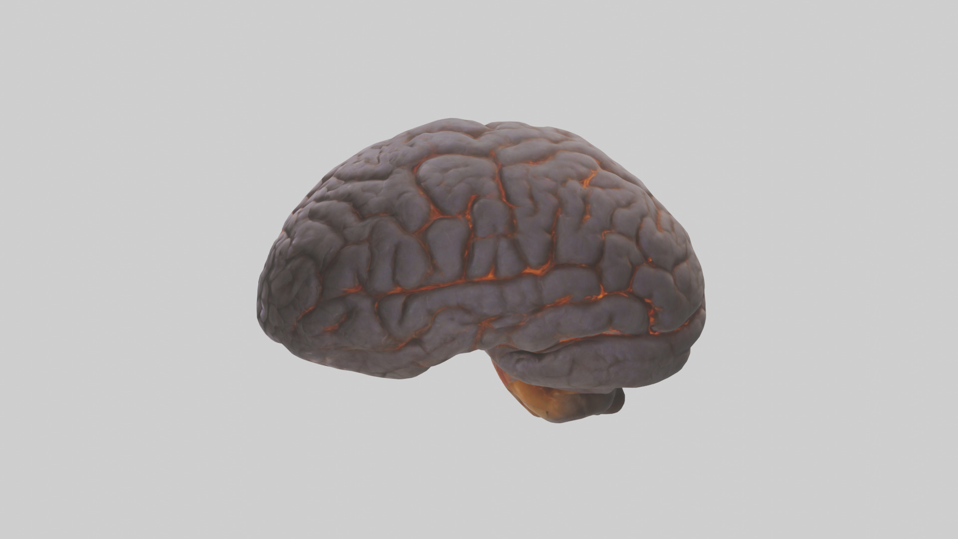 Tiger Brain Low-poly 3D model_13