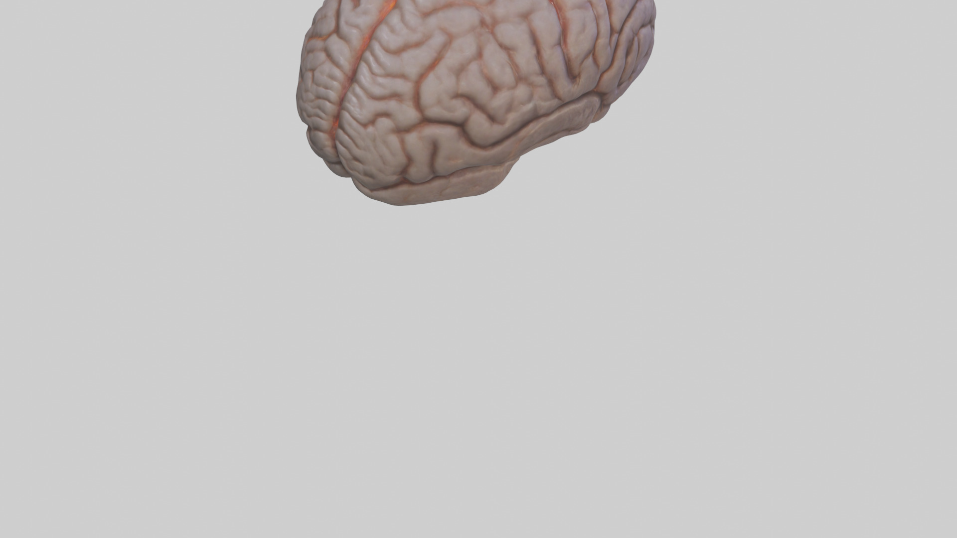 Tiger Brain Low-poly 3D model_6