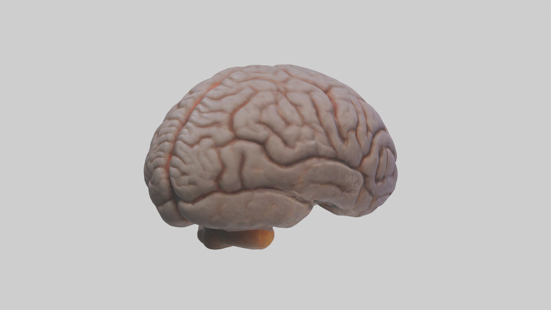 Tiger Brain Low-poly 3D model_4