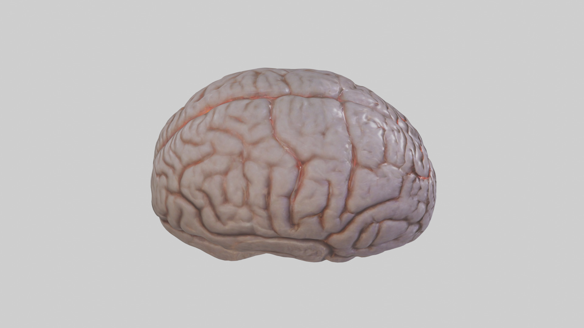 Tiger Brain Low-poly 3D model_18
