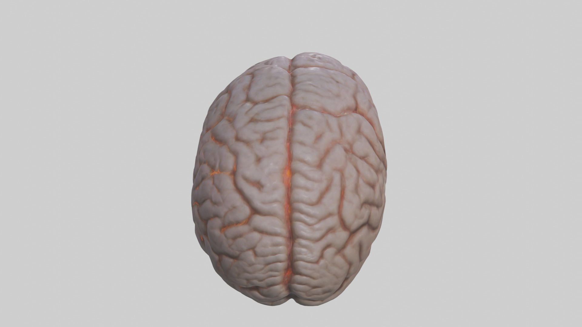 Tiger Brain Low-poly 3D model_15