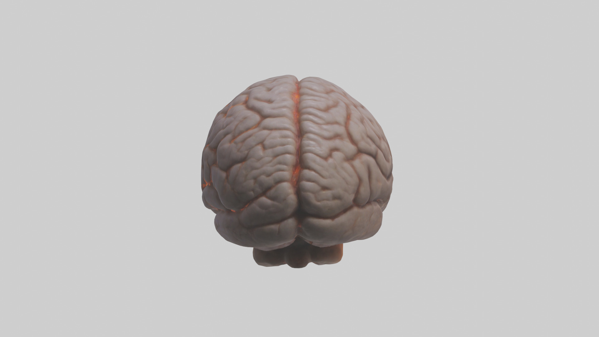 Tiger Brain Low-poly 3D model_2