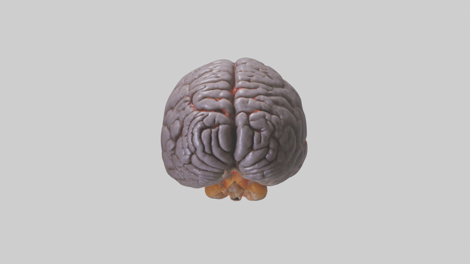 Tiger Brain Low-poly 3D model_10