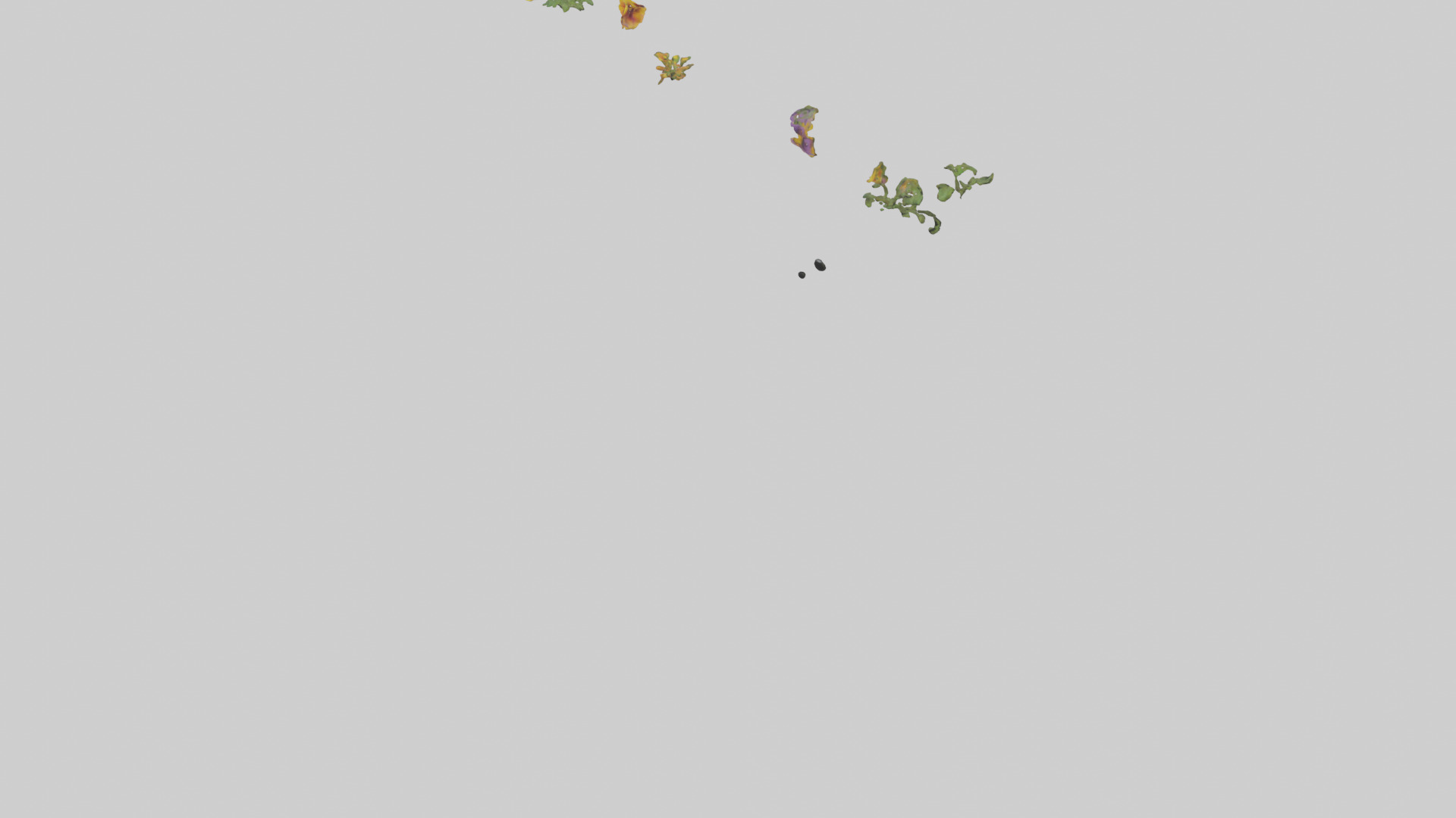 Thunbergia model Low-poly 3D model_5