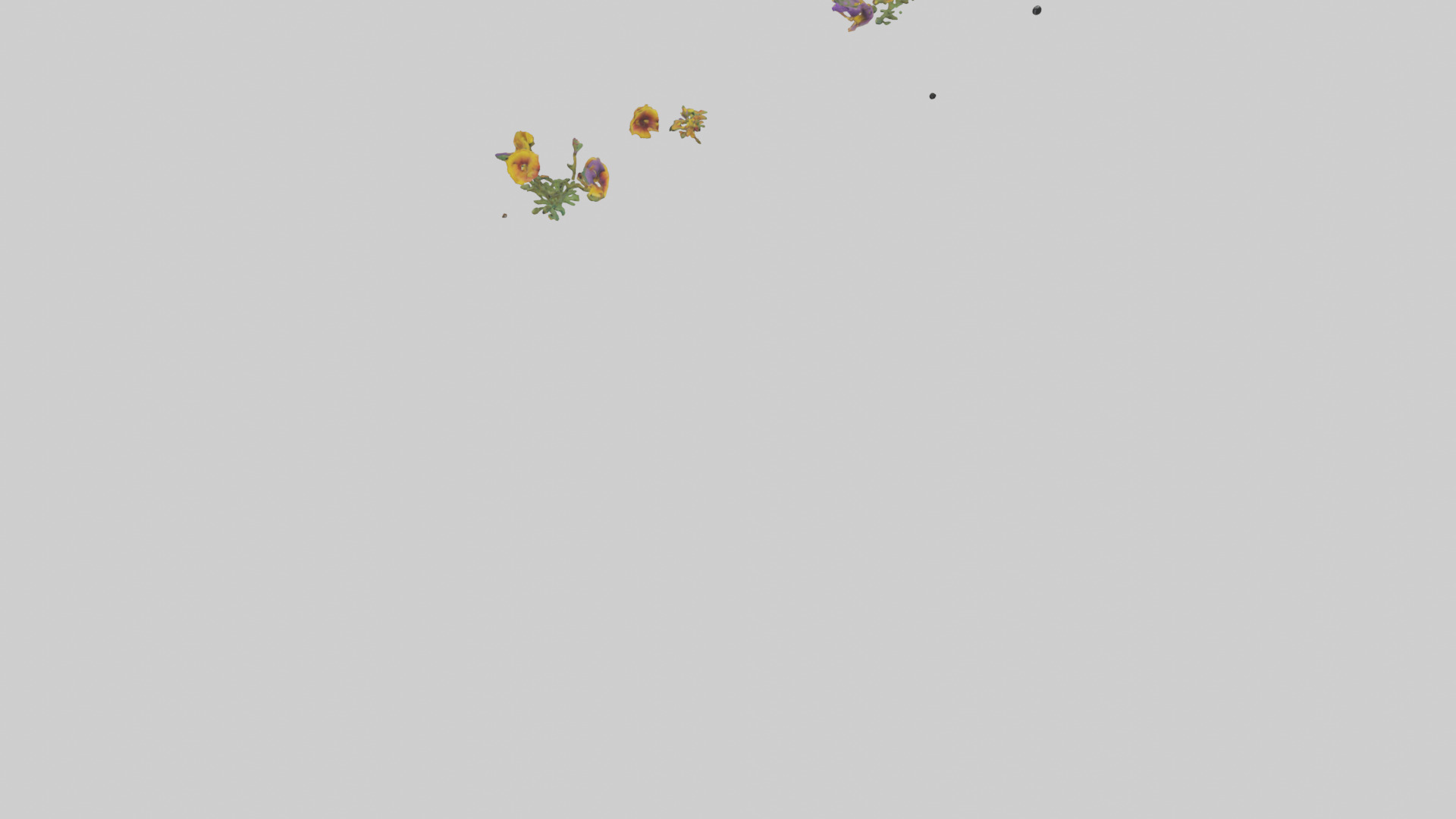 Thunbergia model Low-poly 3D model_6