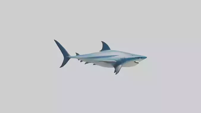 Thresher Shark circling model