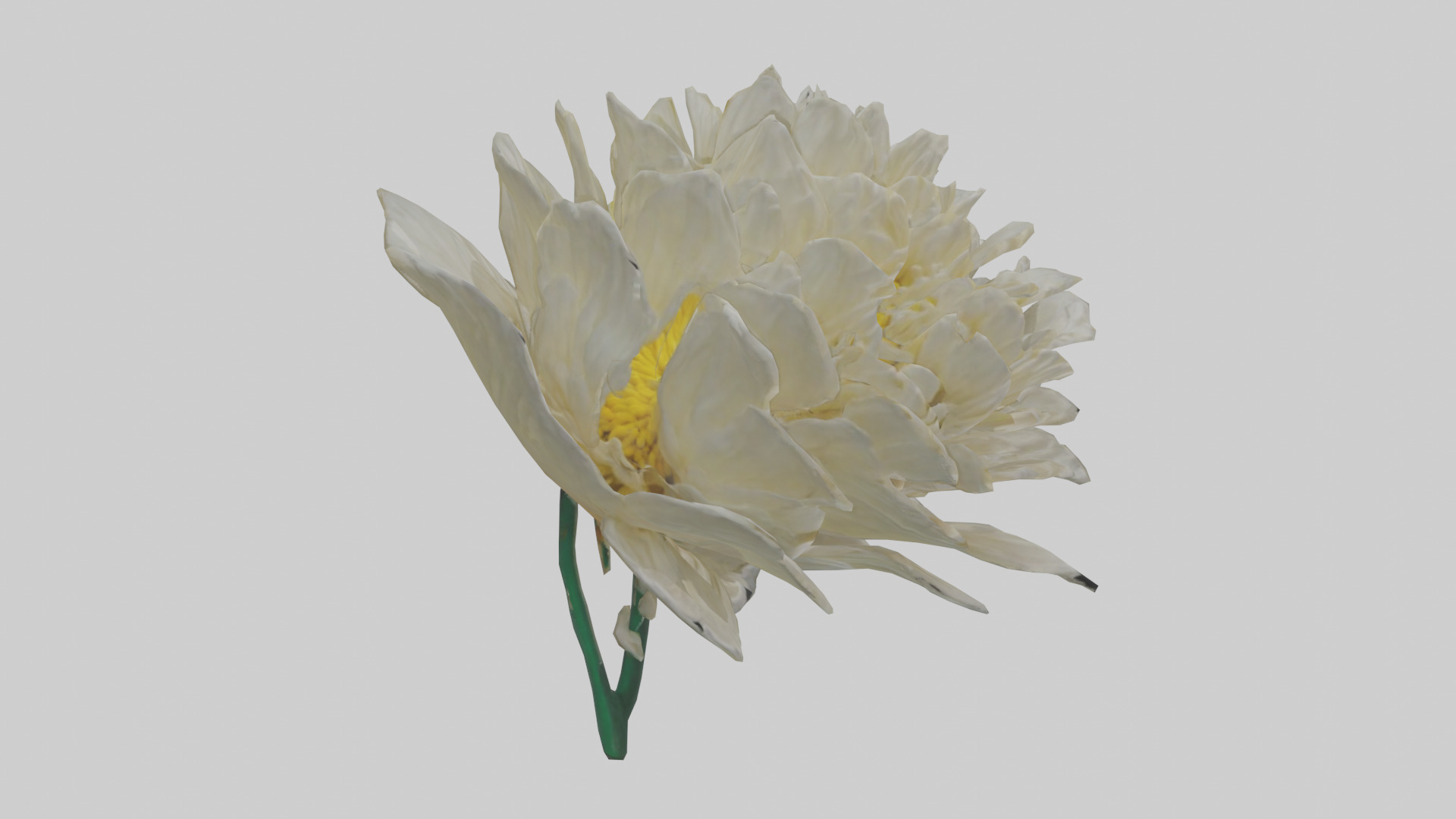 Chrysanthemum model 3D model_7