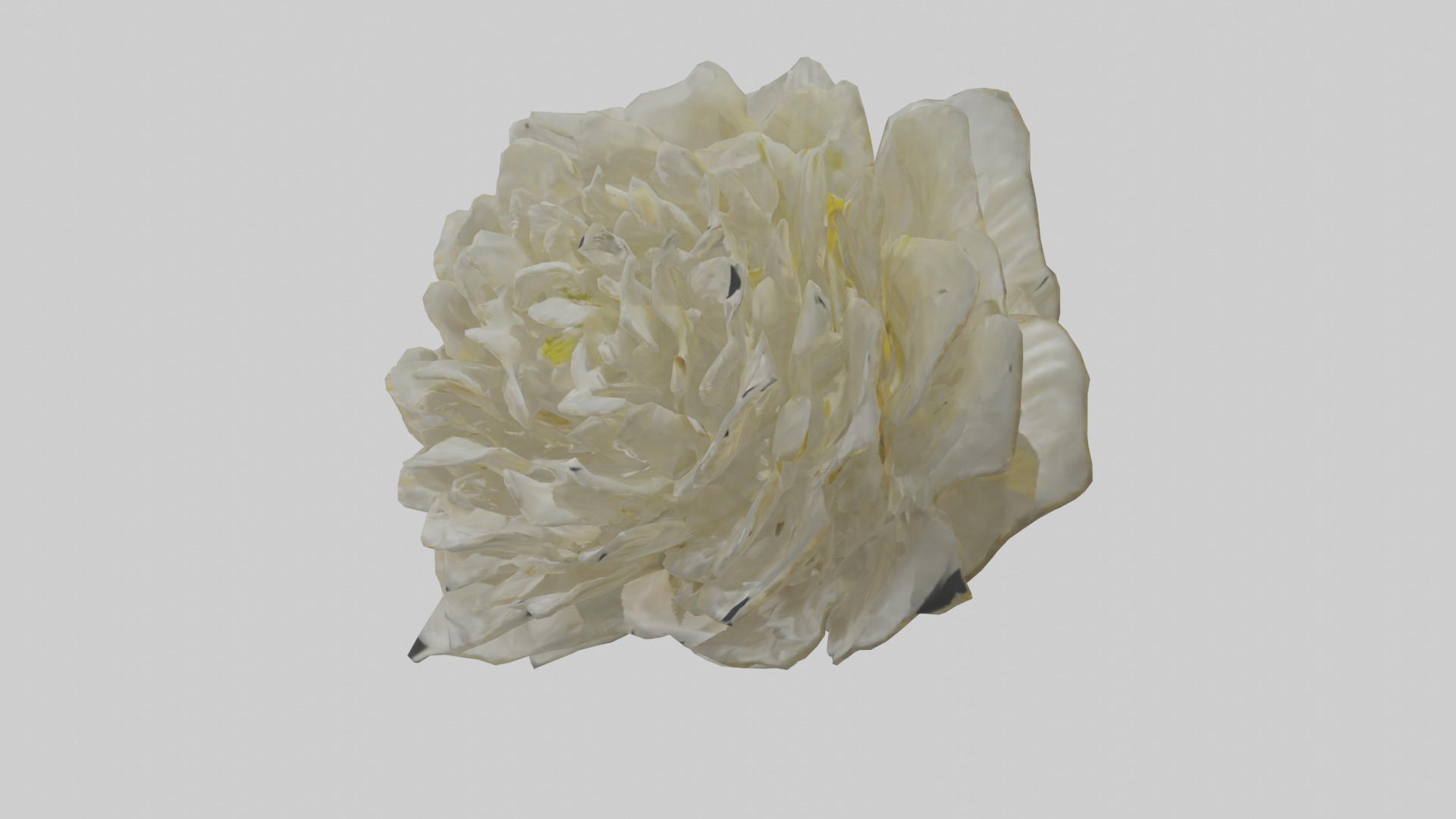 Chrysanthemum model 3D model_17