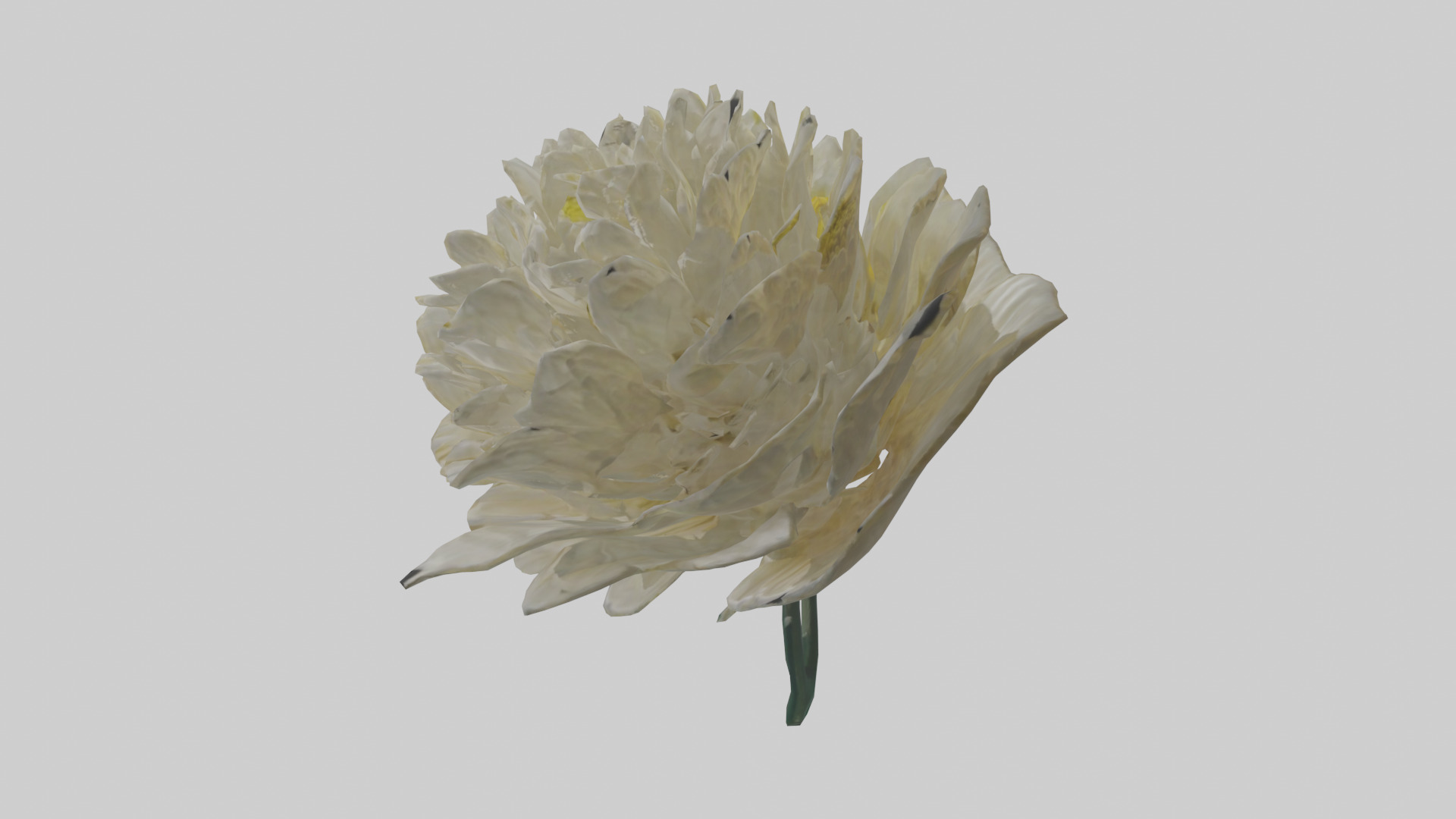 Chrysanthemum model 3D model_12