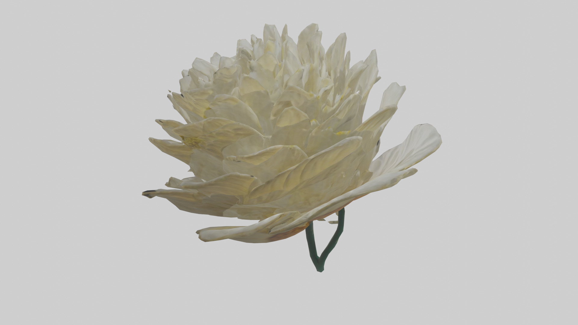 Chrysanthemum model 3D model_15