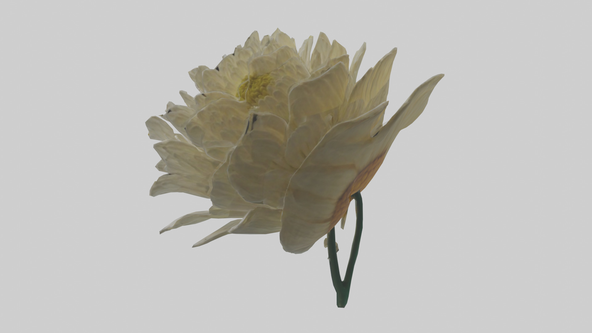Chrysanthemum model 3D model_1