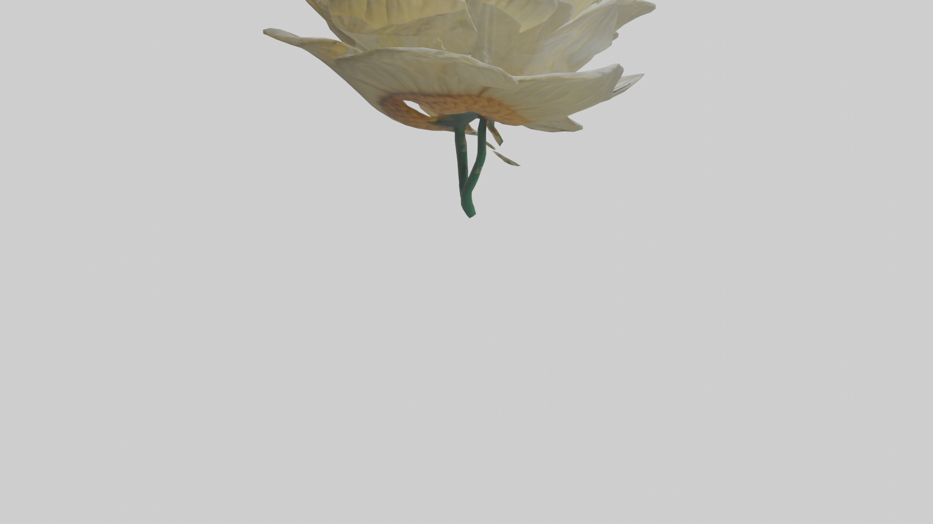 Chrysanthemum model 3D model_4
