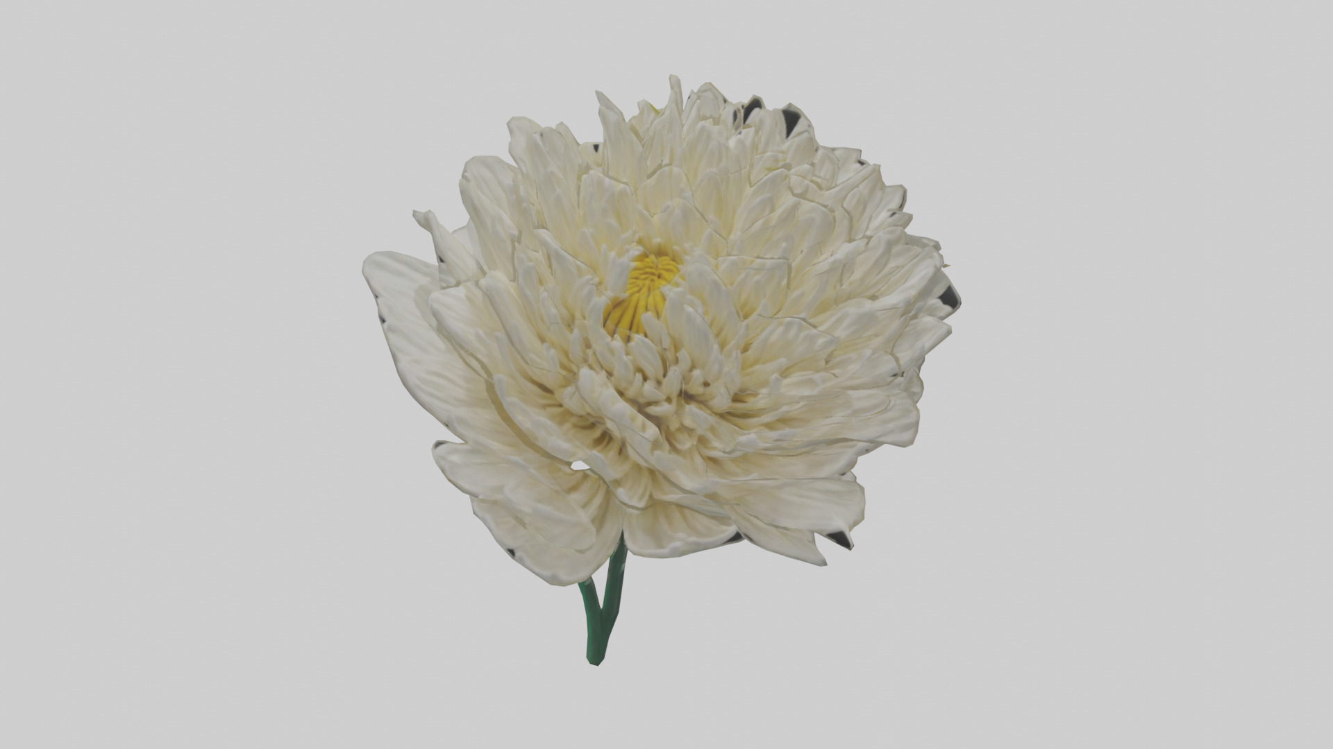 Chrysanthemum model 3D model_9