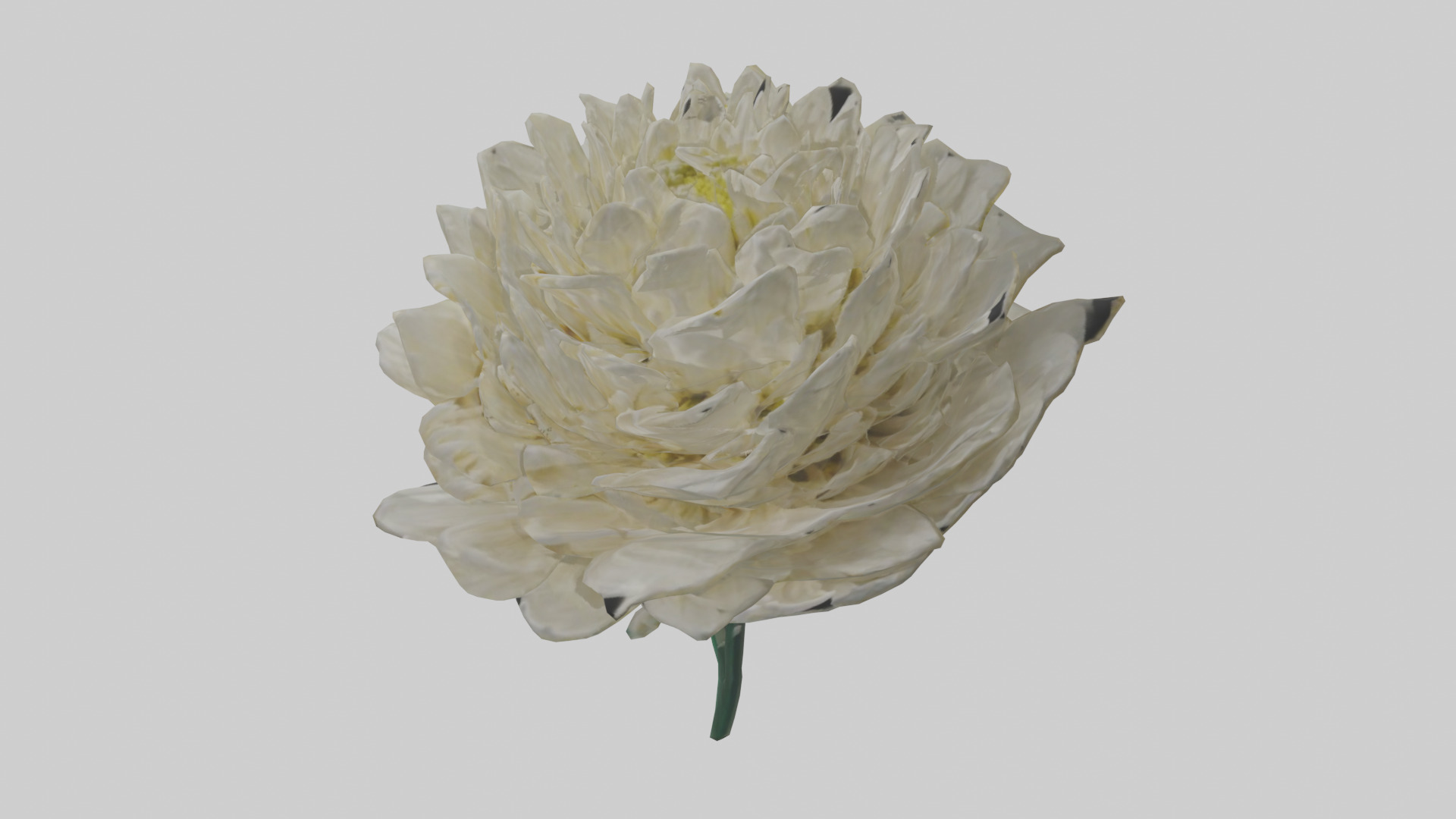Chrysanthemum model 3D model_8