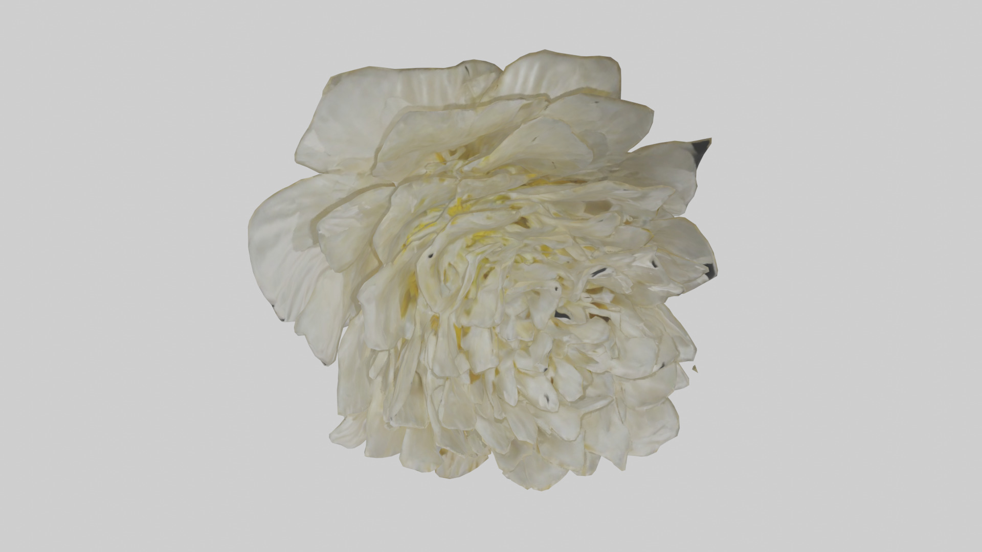 Chrysanthemum model 3D model_14