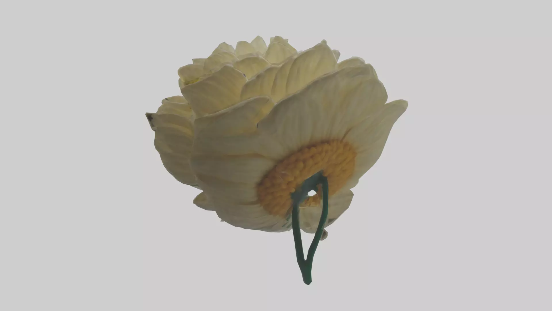 Chrysanthemum model 3D model_0