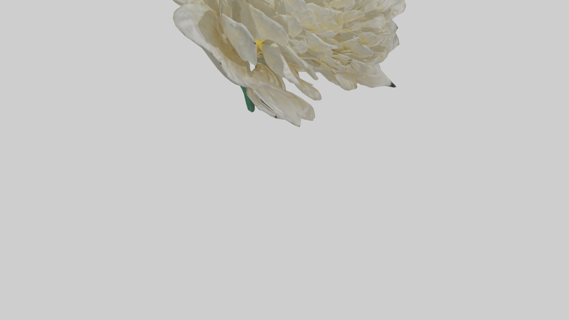 Chrysanthemum model 3D model_6