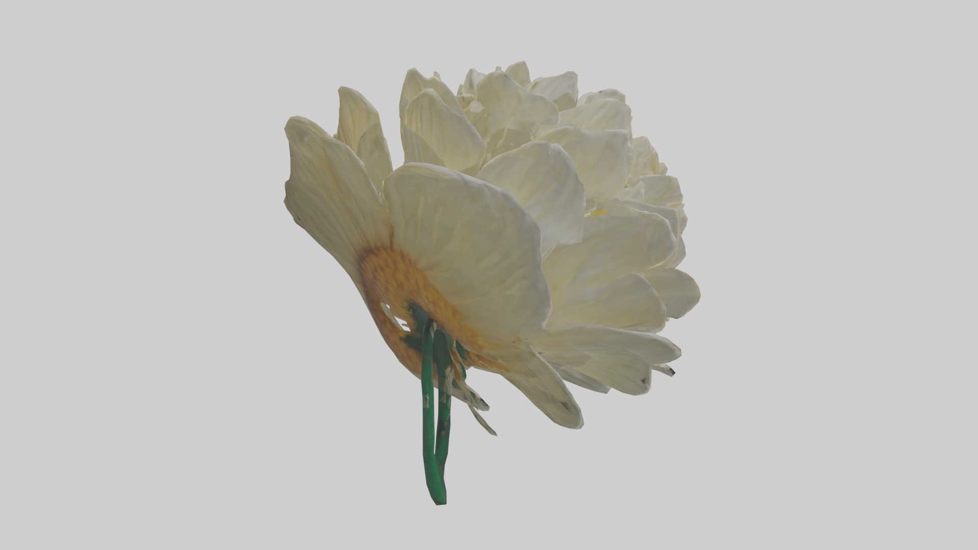 Chrysanthemum model 3D model_13