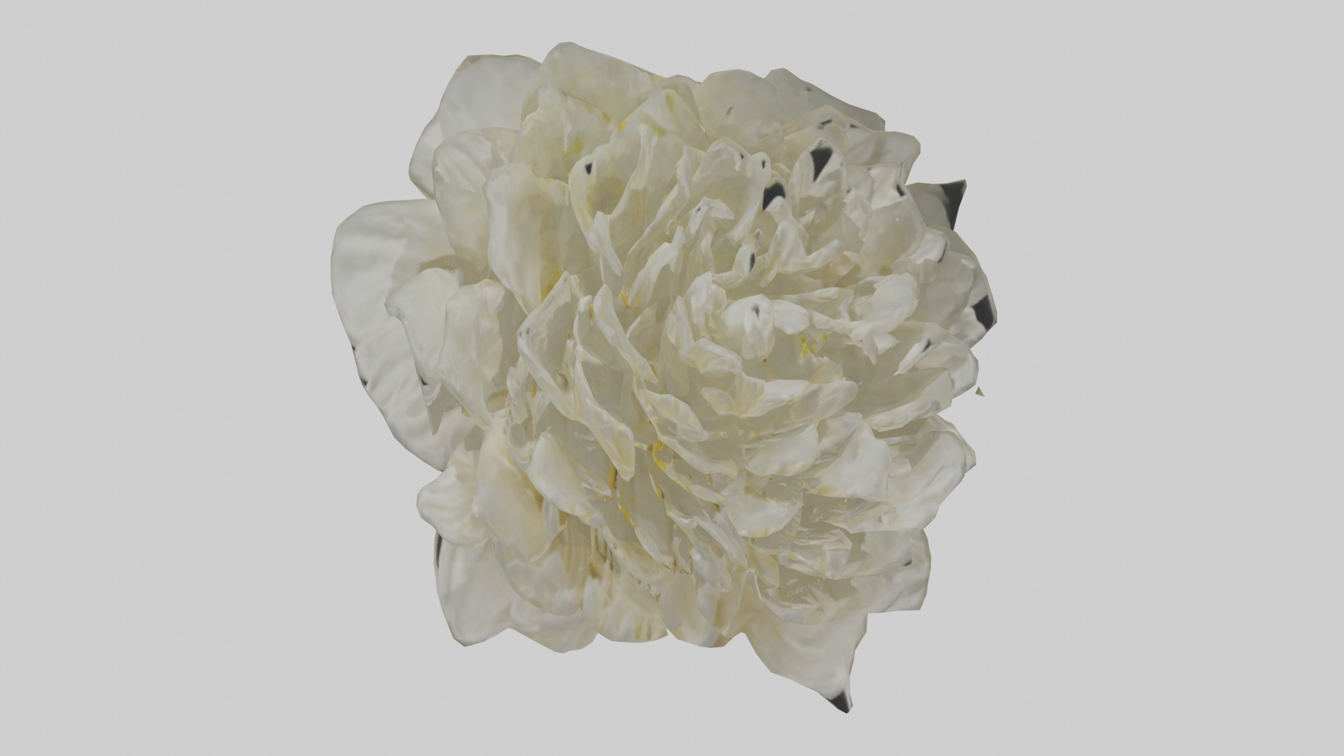 Chrysanthemum model 3D model_16