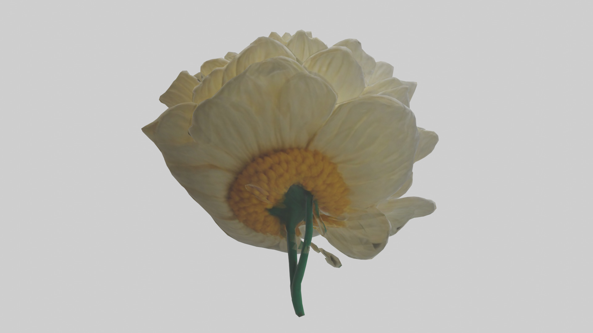 Chrysanthemum model 3D model_2