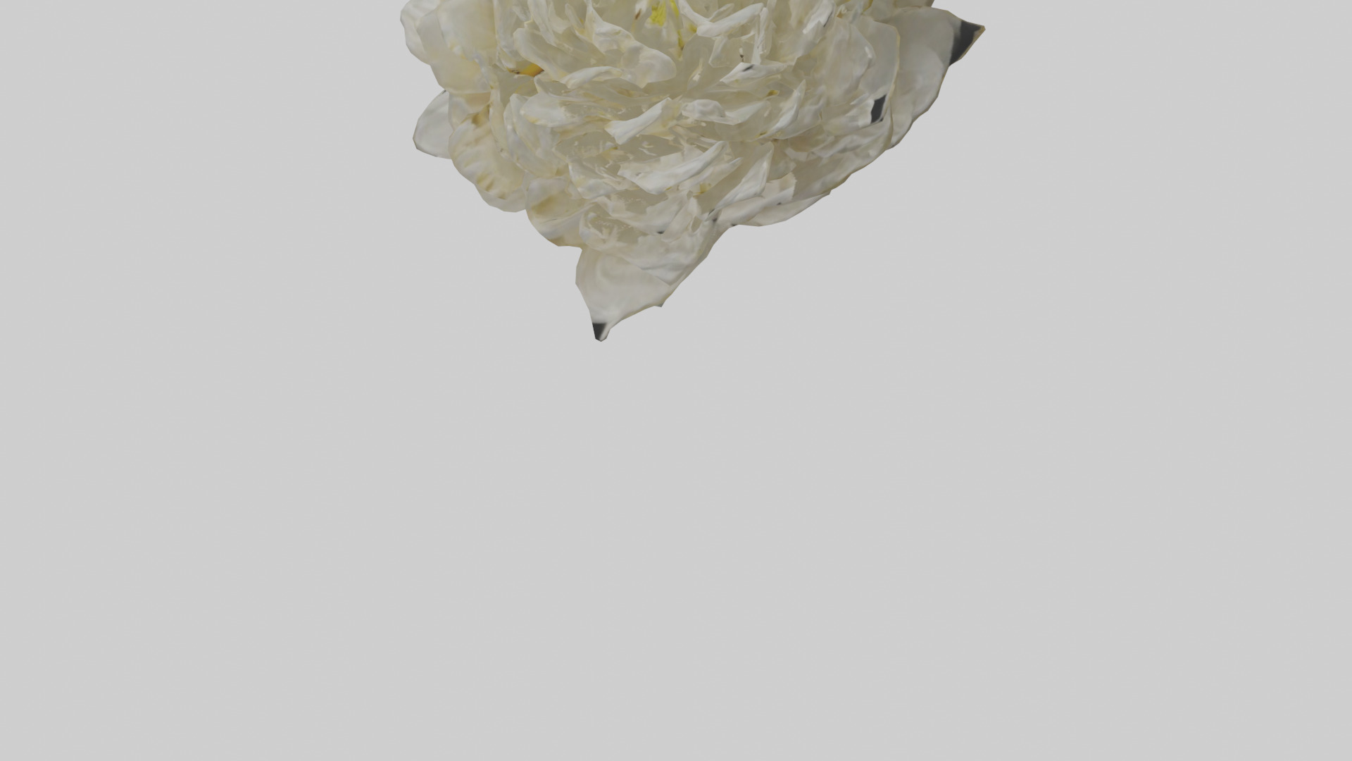 Chrysanthemum model 3D model_5