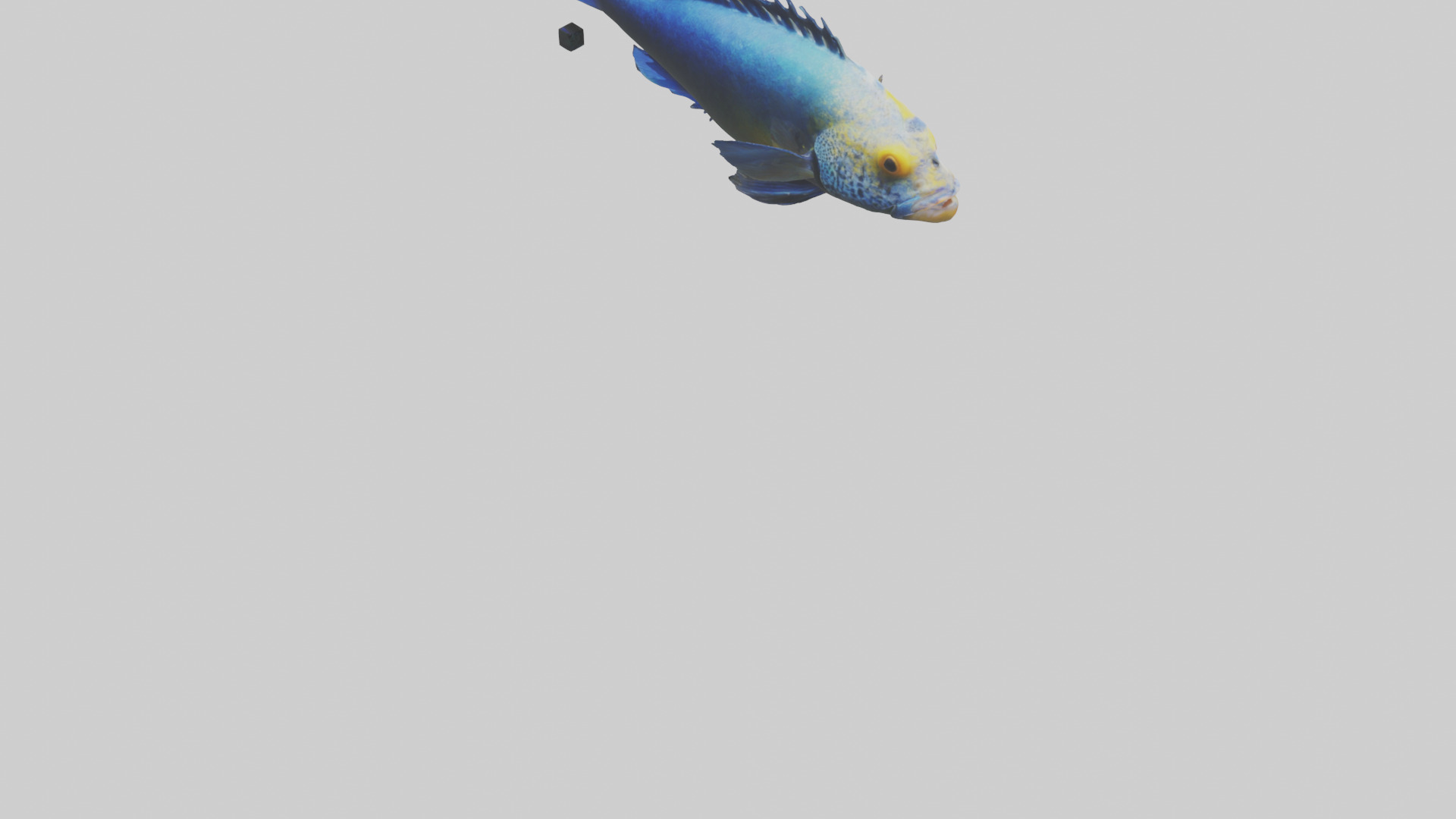 Cichlid swimming model 3D model_4