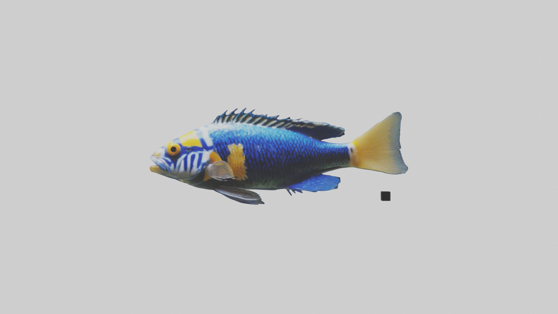 Cichlid swimming model 3D model_9