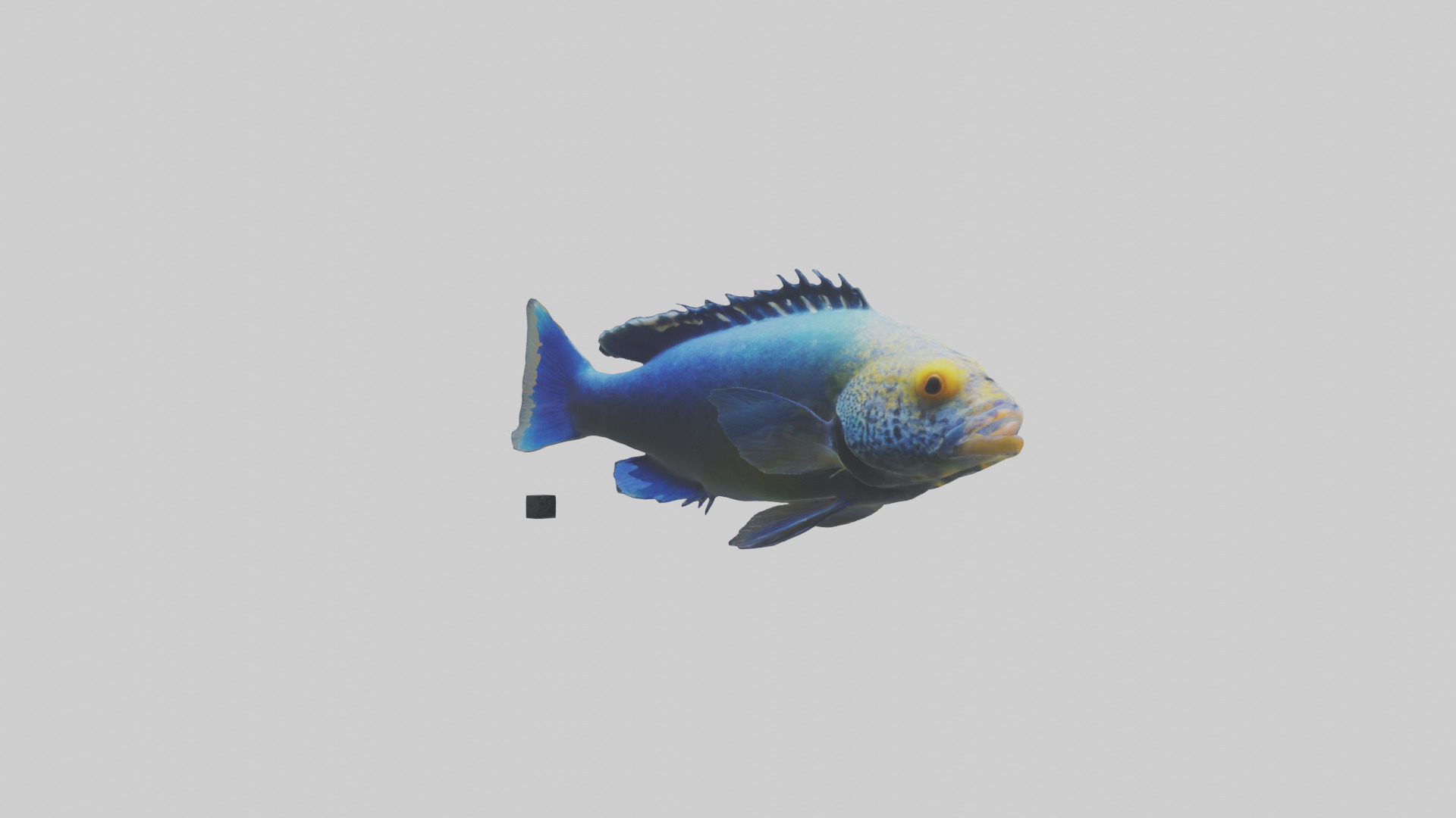 Cichlid swimming model 3D model_2