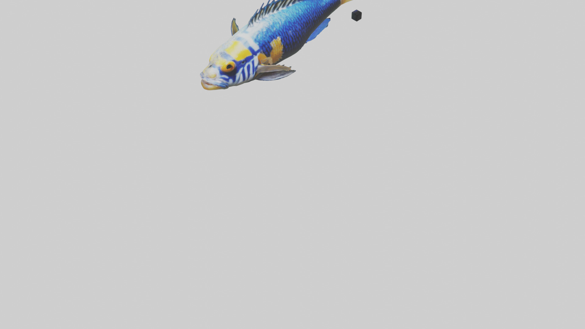 Cichlid swimming model 3D model_6