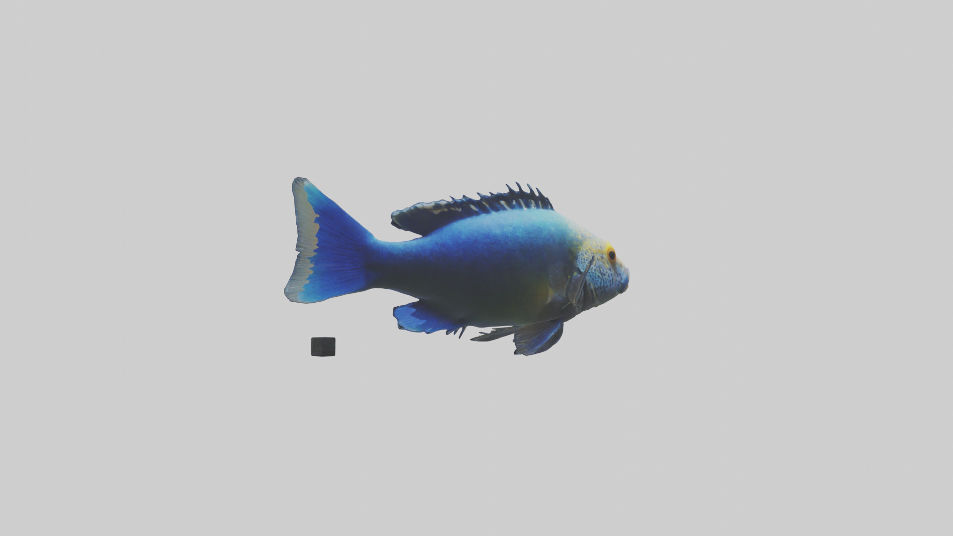 Cichlid swimming model 3D model_1