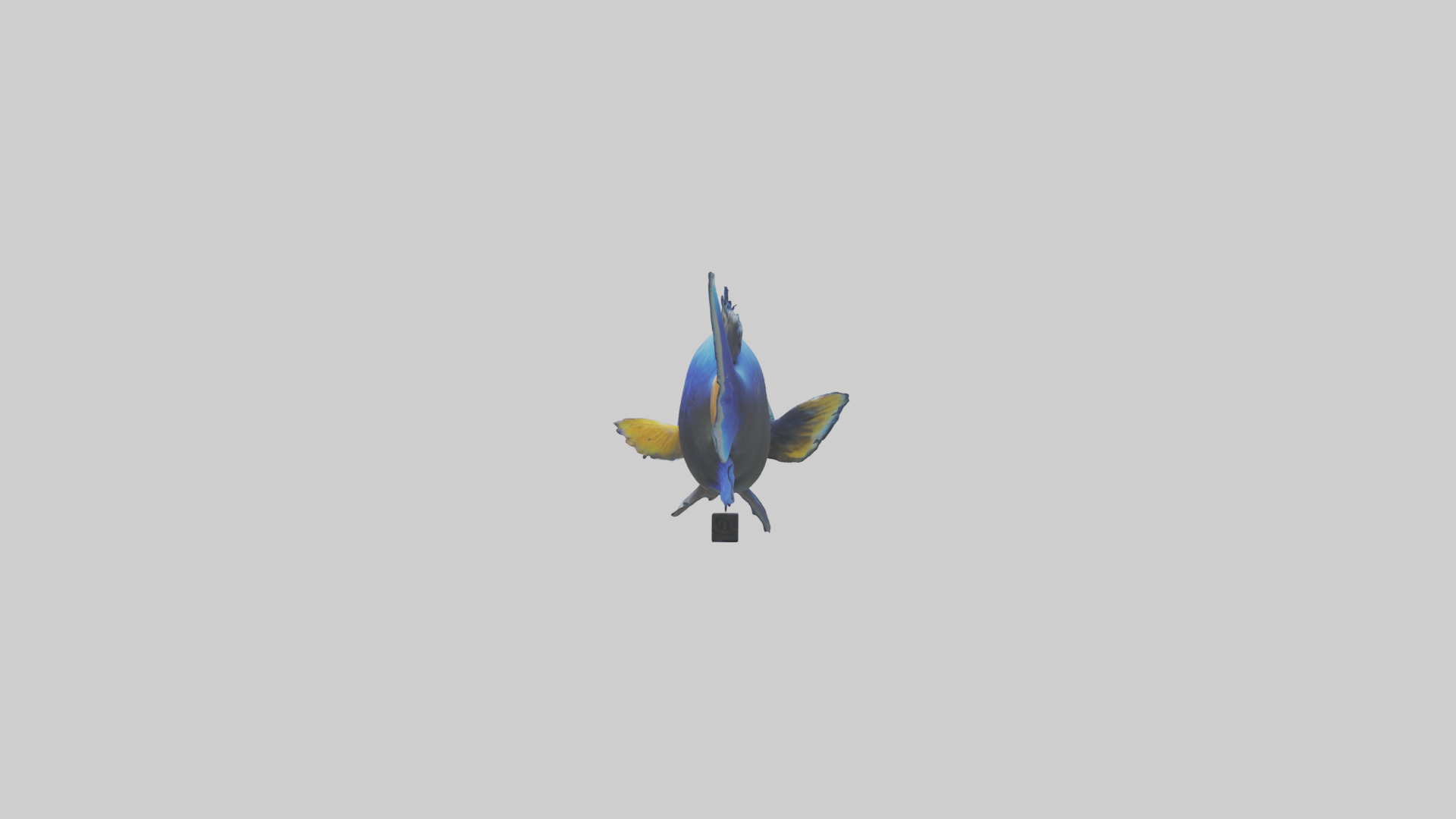 Cichlid swimming model 3D model_12