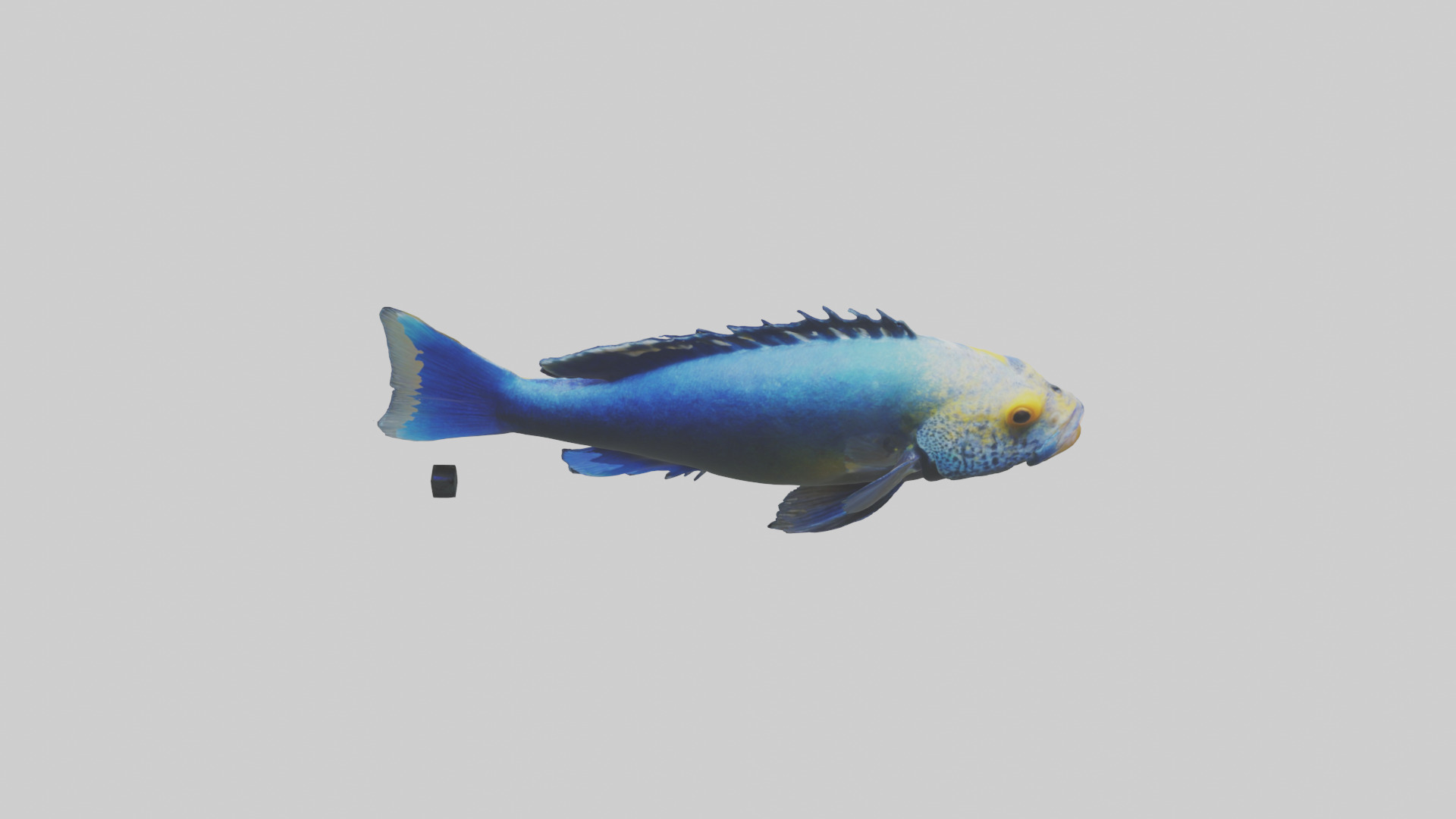 Cichlid swimming model 3D model_15
