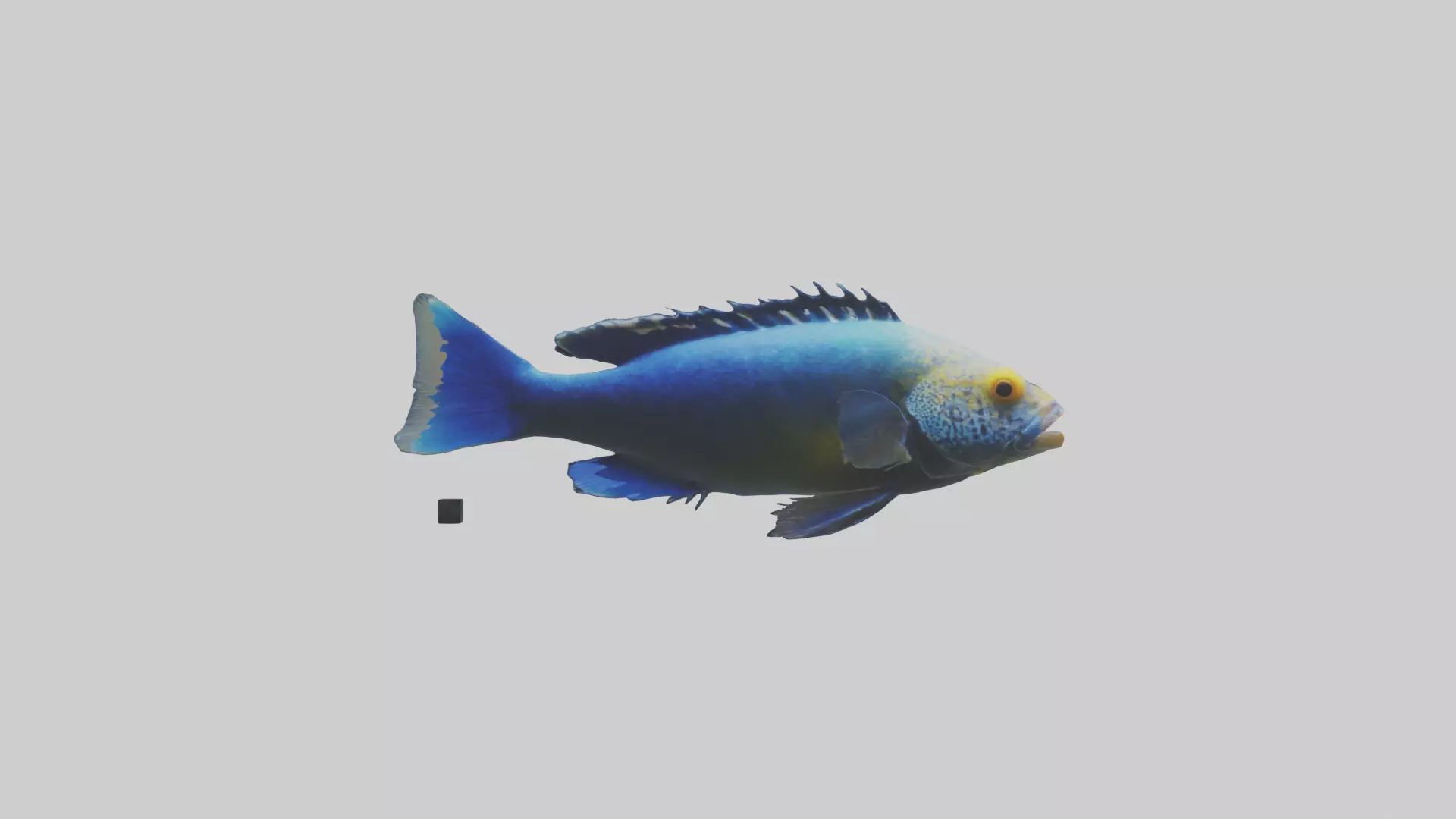 Cichlid swimming model 3D model_0