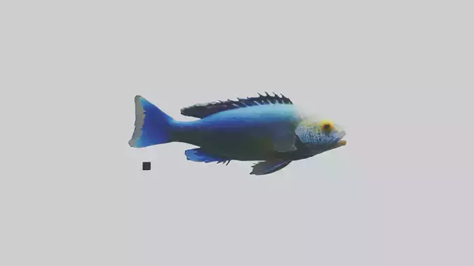 Cichlid swimming model